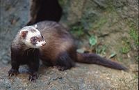 Furet. Cliquer pour agrandir l'image.