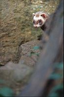 Furet. Cliquer pour agrandir l'image.
