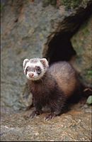 Furet. Cliquer pour agrandir l'image.