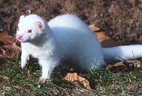 Furet. Cliquer pour agrandir l'image.