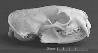 Furet. Crâne vue latérale. Cliquer pour agrandir l'image.