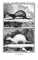 Furet. Dessin de Buffon. Cliquer pour agrandir l'image.