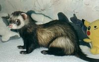 Furet. Cliquer pour agrandir l'image.