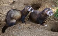 Furet. Cliquer pour agrandir l'image.
