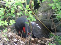 Gallinule poule_eau. Cliquer pour agrandir l'image.