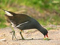 Gallinule poule_eau. Cliquer pour agrandir l'image.