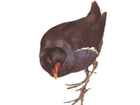 Gallinule poule_eau. Dessin. Cliquer pour agrandir l'image.
