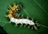Gamma. Chenille. Cliquer pour agrandir l'image.