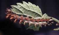 Gamma. Chenille. Cliquer pour agrandir l'image.