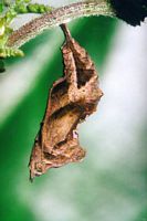 Gamma. Chrysalide. Cliquer pour agrandir l'image.