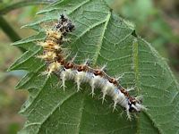 Gamma. Chenille. Cliquer pour agrandir l'image.