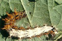 Gamma. Chenille. Cliquer pour agrandir l'image.