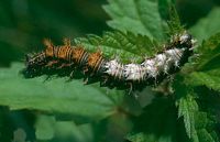 Gamma. Chenille. Cliquer pour agrandir l'image.