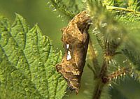 Gamma. Chrysalide avec taches blanches. Cliquer pour agrandir l'image.