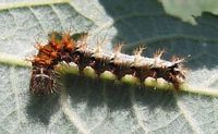 Gamma. Chenille. Cliquer pour agrandir l'image.