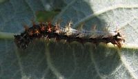 Gamma. Chenille. Cliquer pour agrandir l'image.