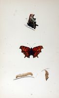 Gamma. Planche d'identification Morris. Cliquer pour agrandir l'image.