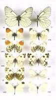 Gazé. Planche. Cliquer pour agrandir l'image.