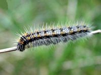 Gazé. Chenille. Cliquer pour agrandir l'image.