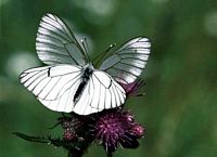 Gazé. Cliquer pour agrandir l'image.