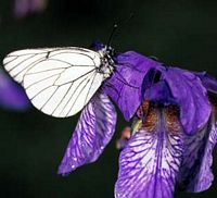 Gazé. Cliquer pour agrandir l'image.
