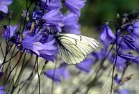 Gazé. Cliquer pour agrandir l'image.
