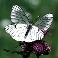 Gazé. Cliquer pour agrandir l'image.