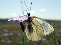 Gazé. Cliquer pour agrandir l'image.