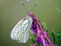 Gazé. Cliquer pour agrandir l'image.