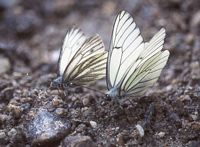Gazé. Avec piéride de l'arabette. Cliquer pour agrandir l'image.