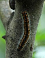 Gazé. Chenille sur aubepine, Villars. Cliquer pour agrandir l'image.