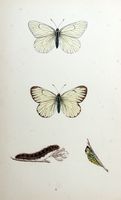 Gazé. Planche d'identification Morris. Cliquer pour agrandir l'image.
