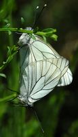 Gazé. Accouplement, Sauterre. Cliquer pour agrandir l'image.