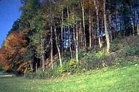 Geai des chênes. Habitat du geai. Cliquer pour agrandir l'image.