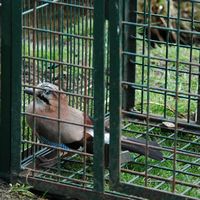 Geai des chênes. En cage, Pulvérières. Cliquer pour agrandir l'image.