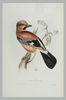 Geai des chênes. Gravure Gould. Cliquer pour agrandir l'image.