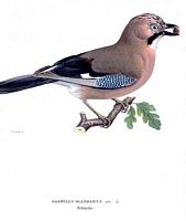 Geai des chênes. Planche d'identification von Wright. Cliquer pour agrandir l'image.