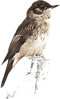 Gobe-mouches gris. Cliquer pour agrandir l'image.