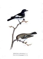 Gobe-mouches noir. Planche d'identification von Wright. Cliquer pour agrandir l'image.