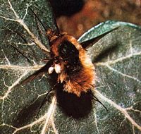Grand bombyle. Cliquer pour agrandir l'image.