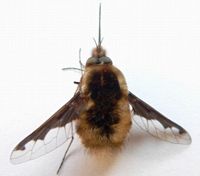Grand bombyle. Cliquer pour agrandir l'image.