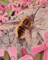 Grand bombyle. Dessin. Cliquer pour agrandir l'image.