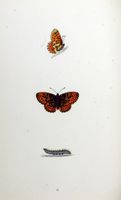 Grand collier argenté. Planche d'identification Morris. Cliquer pour agrandir l'image.