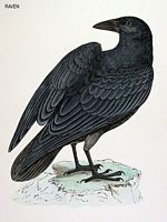 Grand corbeau. Dessin. Cliquer pour agrandir l'image.