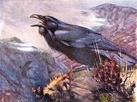 Grand corbeau. Dessin. Cliquer pour agrandir l'image.