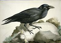 Grand corbeau. Aquarelle. Cliquer pour agrandir l'image.
