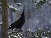 Grand corbeau. Cliquer pour agrandir l'image.