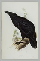 Grand corbeau. Gravure leardel. Cliquer pour agrandir l'image.