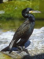 Grand cormoran. Cliquer pour agrandir l'image.