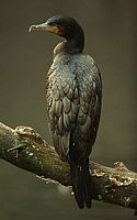 Grand cormoran. Cliquer pour agrandir l'image.